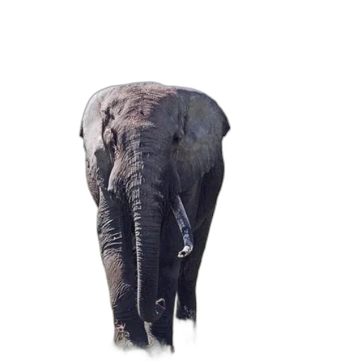 animal, creature, umbrella, hat transparent PNG cut-out