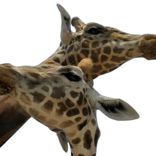 animal, creature, staff, face transparent PNG cut-out