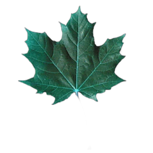 crown, tree, flower, jacket transparent PNG cut-out