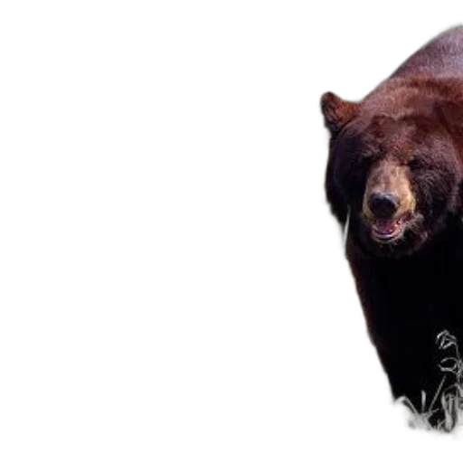 animal, creature, photorealistic, majestic transparent PNG cut-out