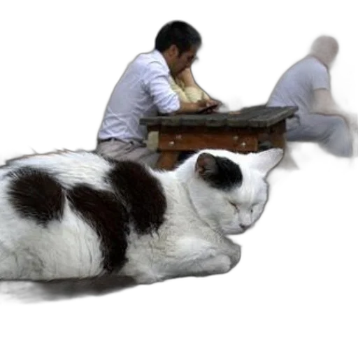 furniture, animal, staff, creature transparent PNG cut-out