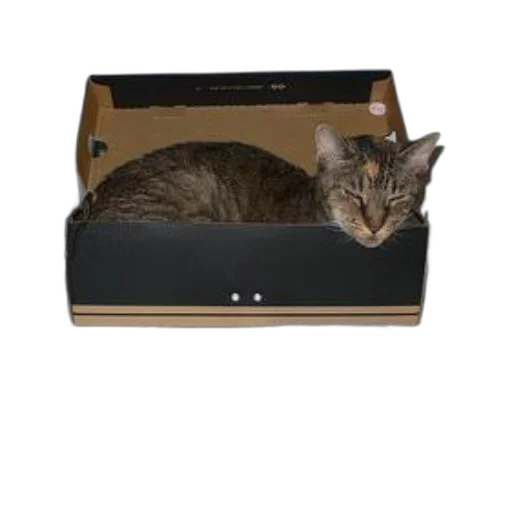 furniture, animal, staff, cat transparent PNG cut-out
