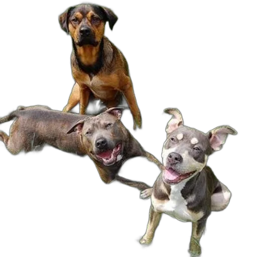 animal, staff, photorealistic, three transparent PNG cut-out