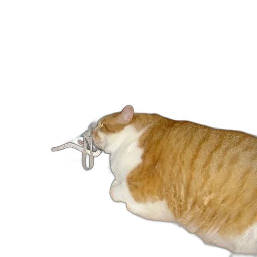staff, weapon, jewelry, animal transparent PNG cut-out