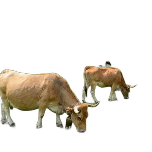 animal, creature, food, jewelry transparent PNG cut-out