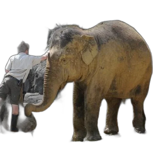 animal, creature, concept art, photorealistic transparent PNG cut-out