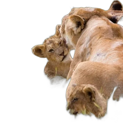 animal, hair, crown, creature transparent PNG cut-out