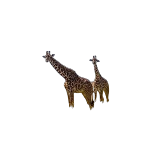 animal, jewelry, creature, furniture transparent PNG cut-out