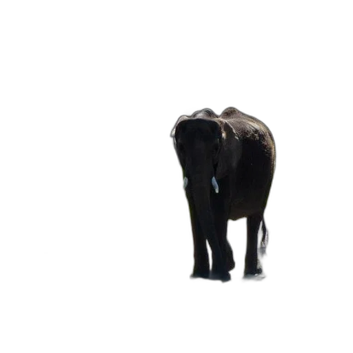 animal, creature, staff, weapon transparent PNG cut-out