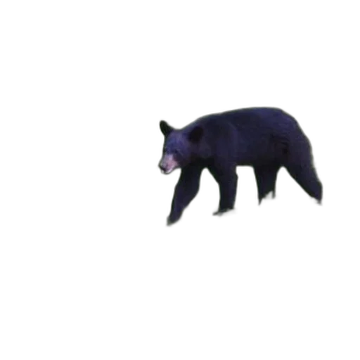 animal, creature, dragon, mask transparent PNG cut-out
