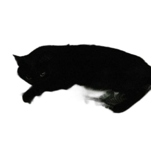 animal, creature, staff, hat transparent PNG cut-out