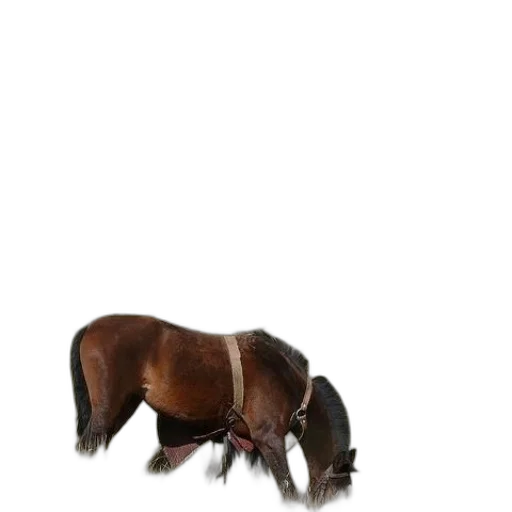 animal, creature, hair, hat transparent PNG cut-out