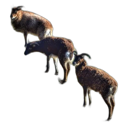 animal, creature, staff, weapon transparent PNG cut-out