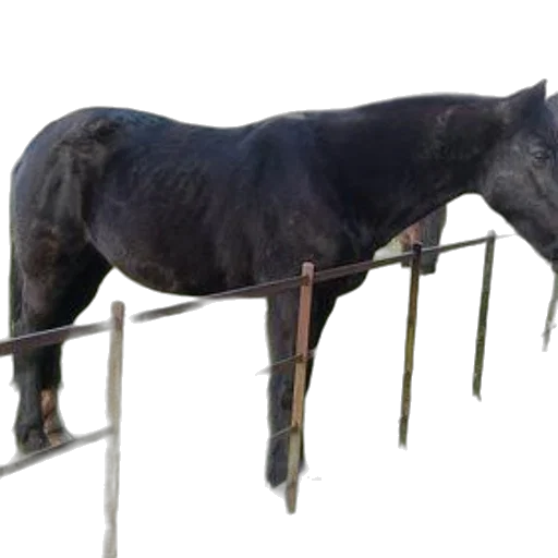 staff, animal, jewelry, sword transparent PNG cut-out