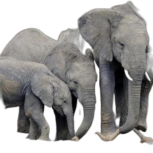 animal, photorealistic, 3d render, concept art transparent PNG cut-out