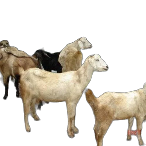 animal, concept art, 3d render, photorealistic transparent PNG cut-out