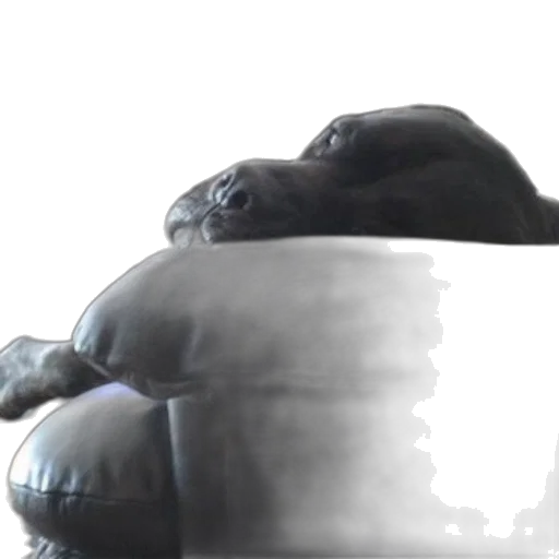 creature, animal, furniture, face transparent PNG cut-out