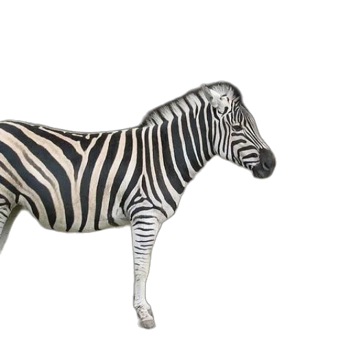 animal, creature, jewelry, furniture transparent PNG cut-out