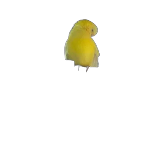 animal, hat, creature, food transparent PNG cut-out