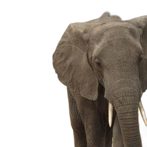 animal, two, elephants, stand transparent PNG cut-out