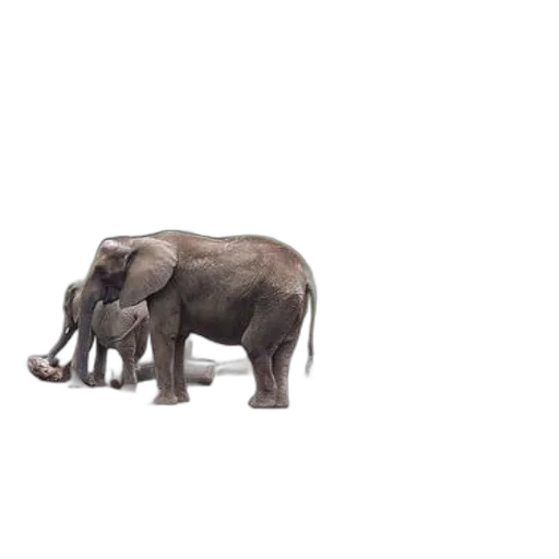 animal, creature, weapon, staff transparent PNG cut-out