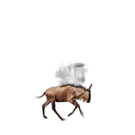 animal, hat, creature, dragon transparent PNG cut-out