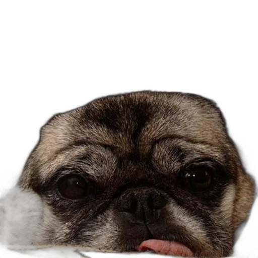 face, animal, creature, hat transparent PNG cut-out