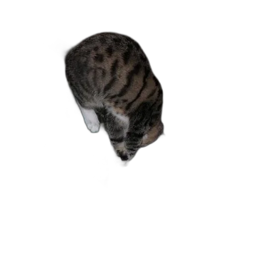 hat, animal, creature, staff transparent PNG cut-out