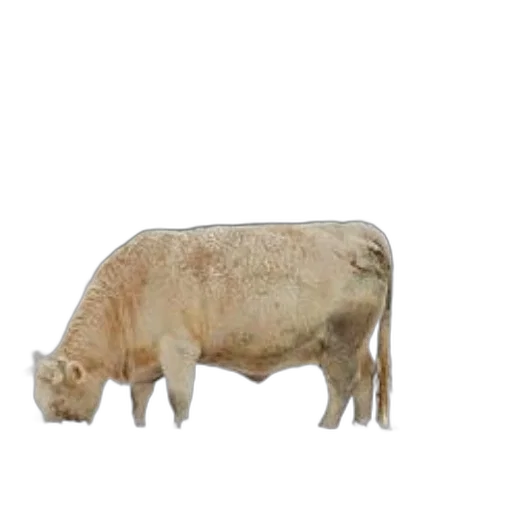 animal, creature, food, jewelry transparent PNG cut-out