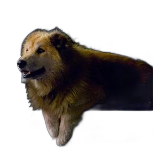 animal, creature, staff, crown transparent PNG cut-out