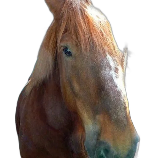 animal, face, hair, creature transparent PNG cut-out