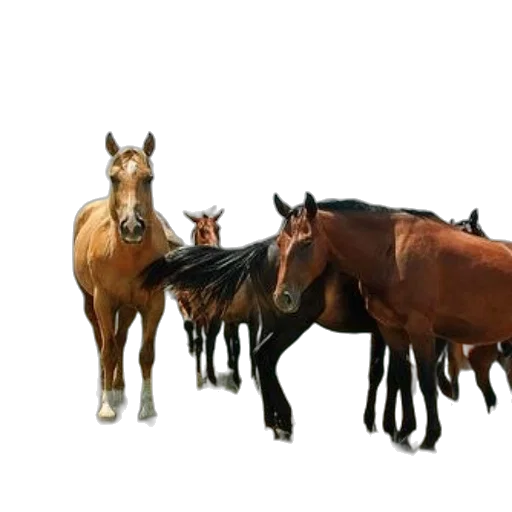 animal, furniture, crown, jewelry transparent PNG cut-out