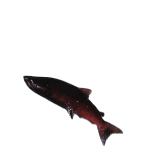 animal, creature, staff, weapon transparent PNG cut-out