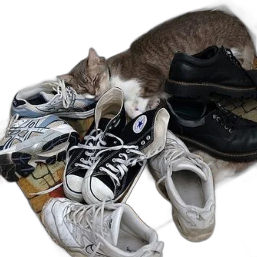 shoes, animal, photorealistic, monochrome transparent PNG cut-out