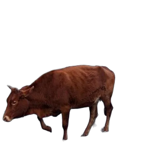 animal, creature, food, weapon transparent PNG cut-out