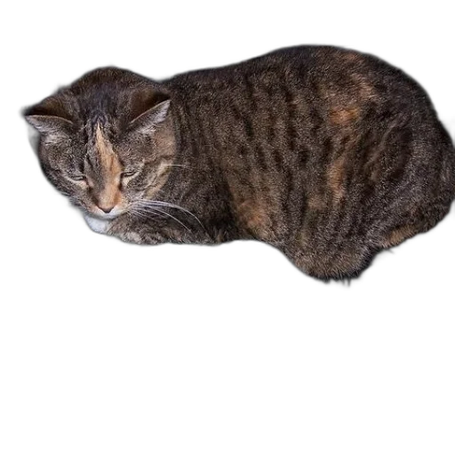 animal, creature, staff, hat transparent PNG cut-out