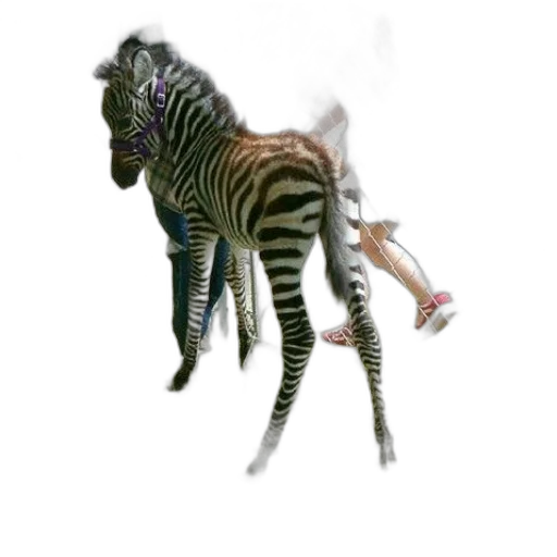 animal, creature, dragon, staff transparent PNG cut-out