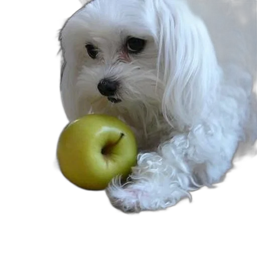 animal, food, staff, creature transparent PNG cut-out