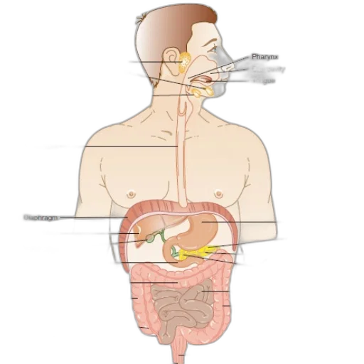 staff, anatomical, diagram, human transparent PNG cut-out