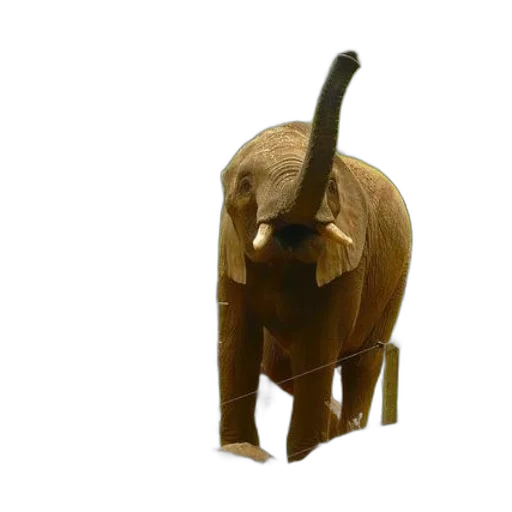 animal, weapon, creature, staff transparent PNG cut-out