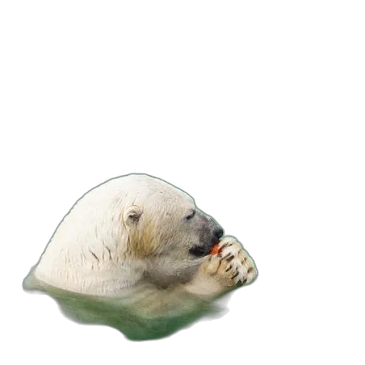 animal, creature, hat, food transparent PNG cut-out
