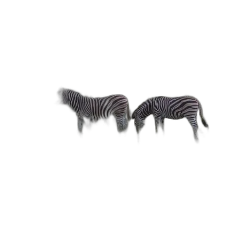 animal, hair, furniture, creature transparent PNG cut-out