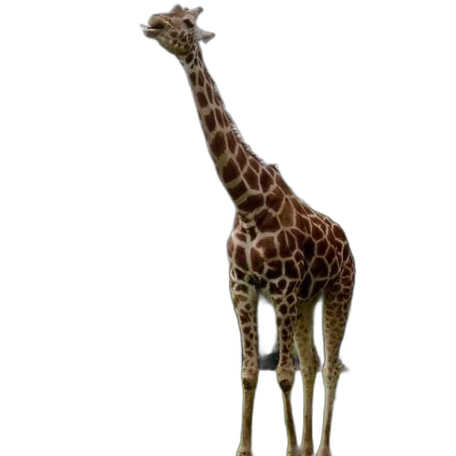 animal, creature, staff, hat transparent PNG cut-out