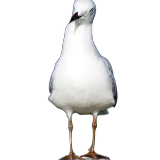 animal, staff, creature, crown transparent PNG cut-out