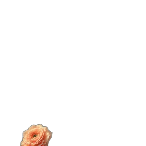 food, creature, animal, shoes transparent PNG cut-out