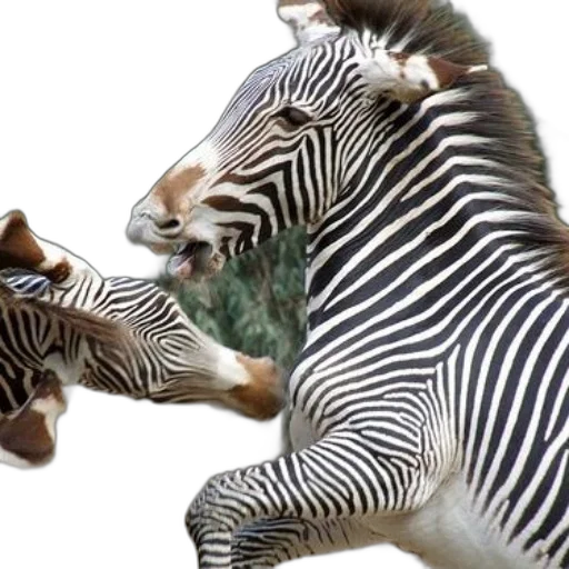 animal, creature, photorealistic, 3d render transparent PNG cut-out
