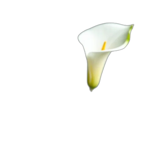 flower, staff, food, crown transparent PNG cut-out