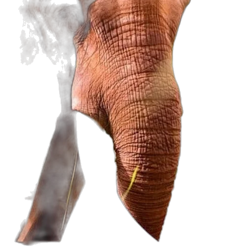 animal, creature, shoes, hair transparent PNG cut-out