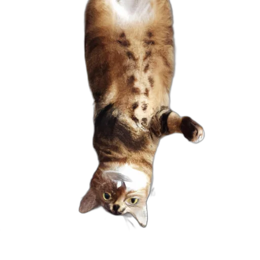 animal, staff, creature, photorealistic transparent PNG cut-out
