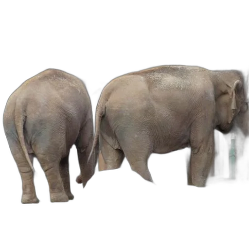 animal, creature, jewelry, staff transparent PNG cut-out